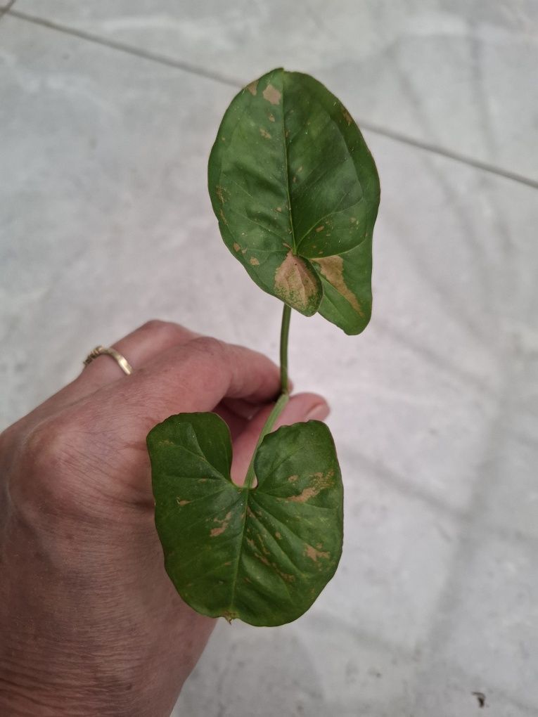 Basia. Syngonium Pink splash alusion, Three Kings, Confetti.