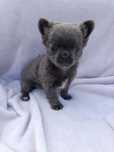 Cudny Chihuahua Blue