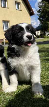 Szczeniak border collie