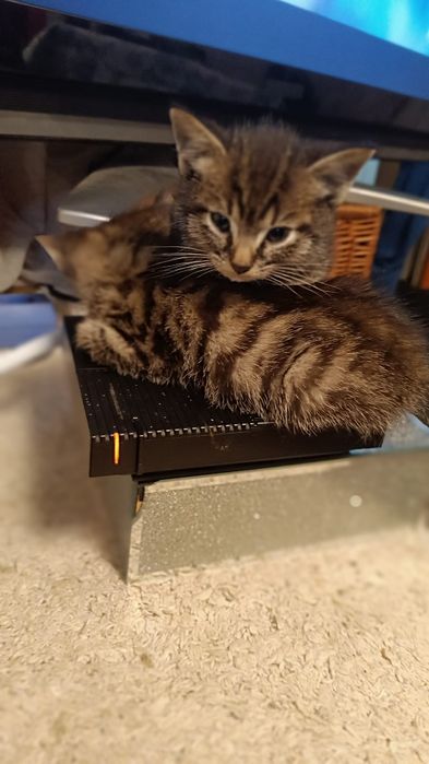 Kocurek do adopcji ogłoszenie prywatne