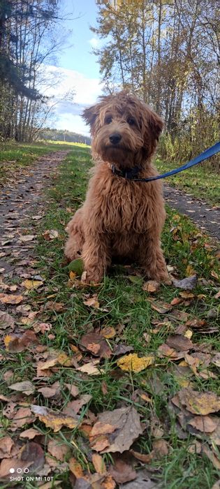 Suczka goldendoodle red