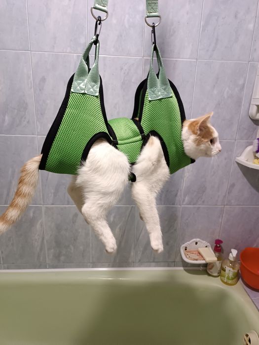 Ремінець для стрижки кігтів для маленької собачки або кішки