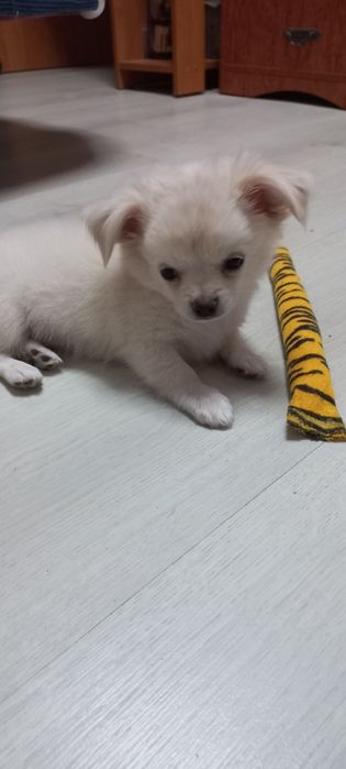 Цуценя/щенок чихуахуа