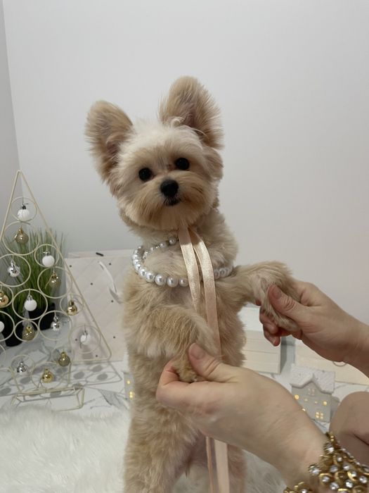 Помапу — Доставка 1-2 дні  вже скоро у вас