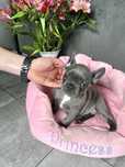 Buldog francuski blue piesek gotowy do odbioru
