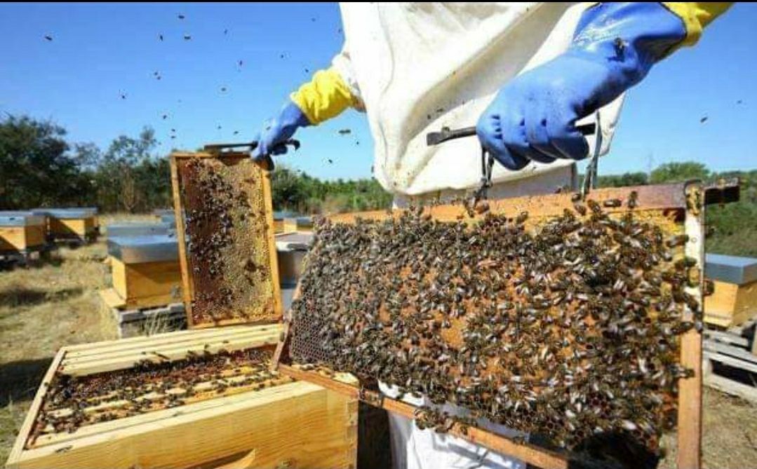 Пчелопакеты,пчелосемьи,Карпатской породы ,матки