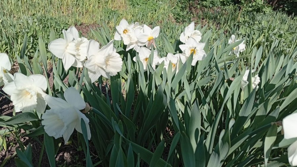 Нарциси трубчасті сортові