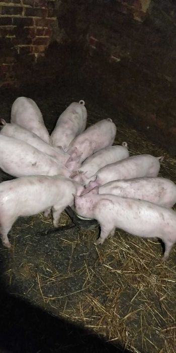 Продам поросят вік 8 неділь