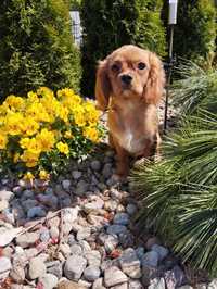 Samczyk cawalier King Charles spaniel z Rodowodem