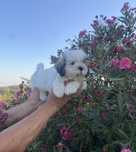 Shih tzu bicolor miniatura