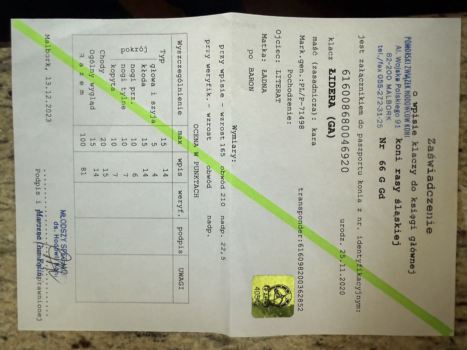 Klacz śląska ŁIDERA z licencją