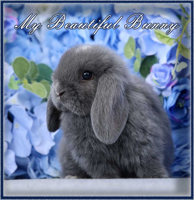Piękny Królik Mini Lop - Niebieski