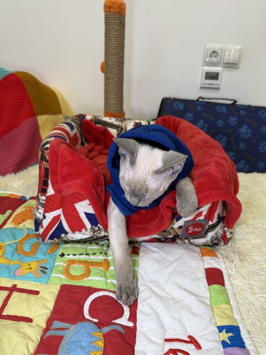 Красивый мальчик девон рекс ищет любящую маму