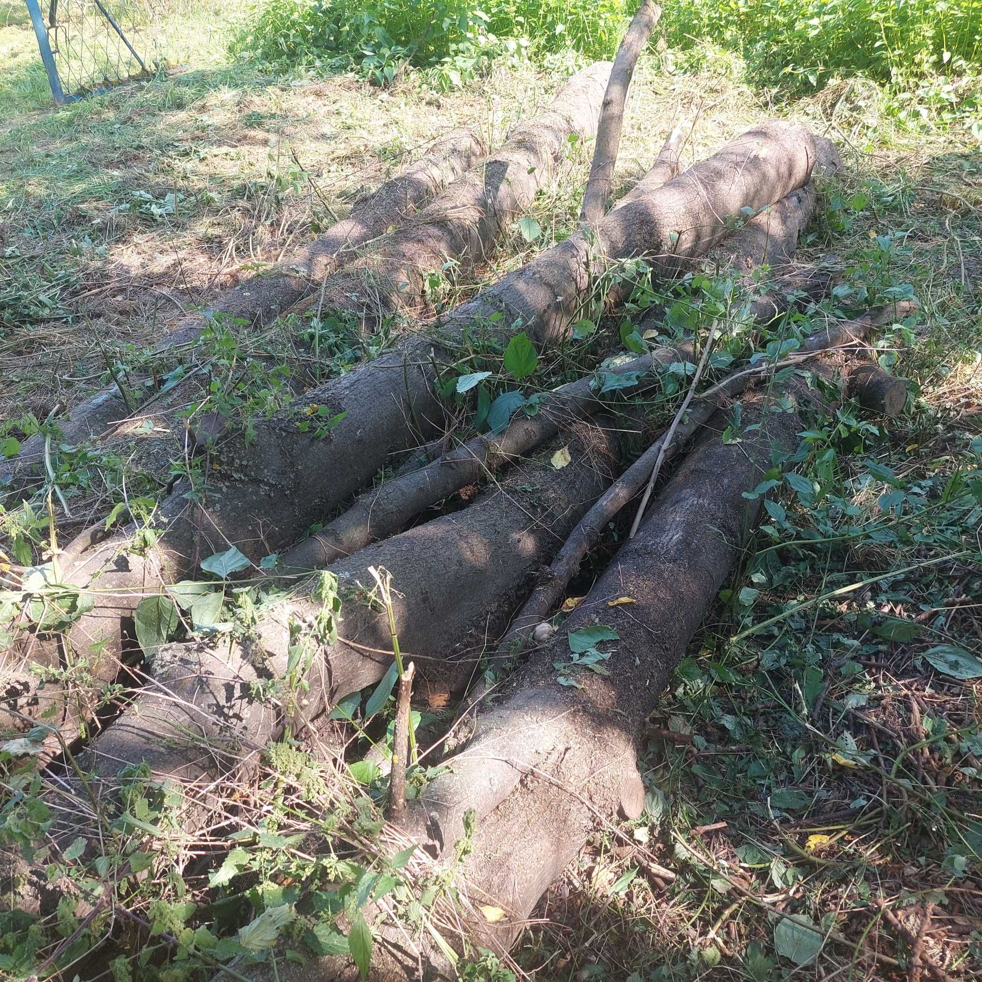 Sprzedam zdrowy Jesion w Kłodach - na deski lub na opał