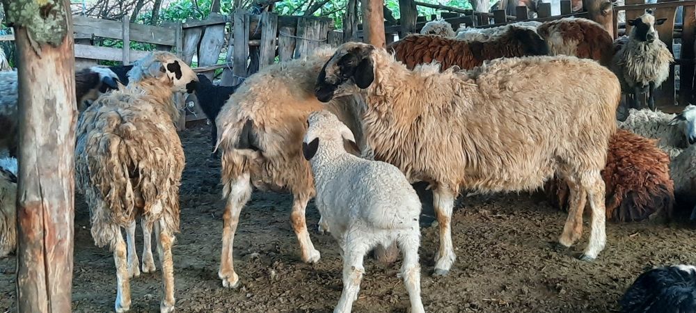 Бараны гисарские породы
