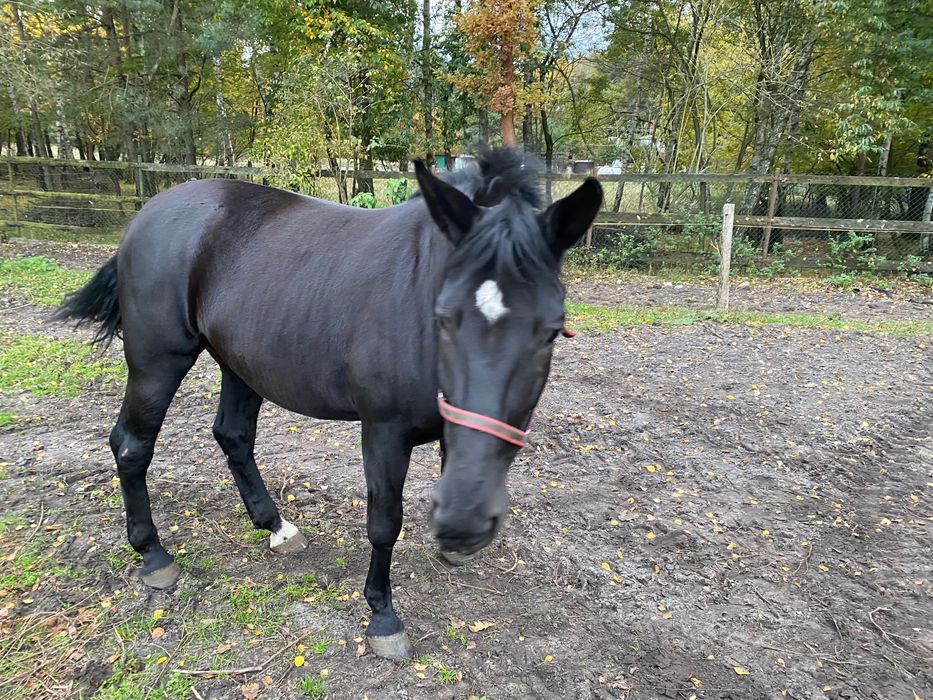 Sprzedam karą klacz