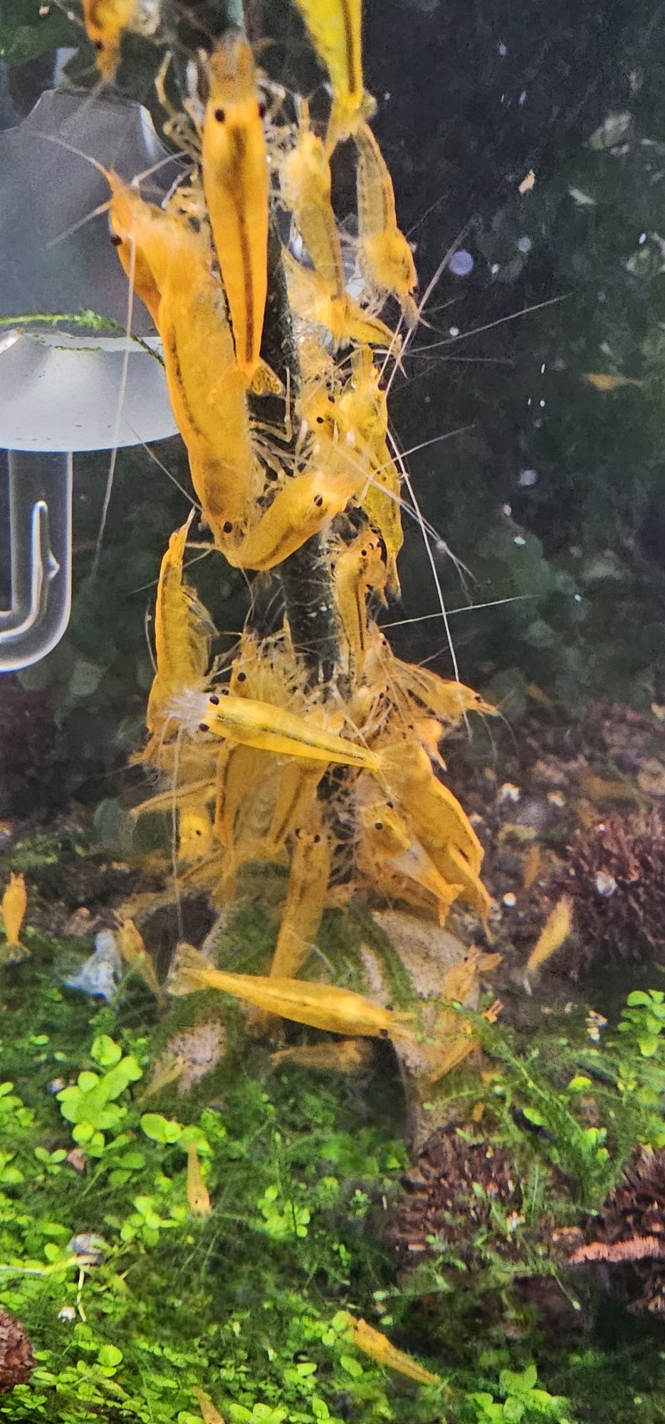 Camarões Caridina Yellow King Kong Juvenis