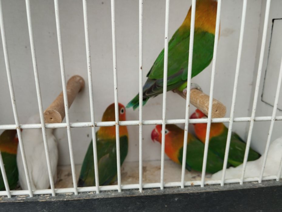 Nierozłączki czerwonoczelne