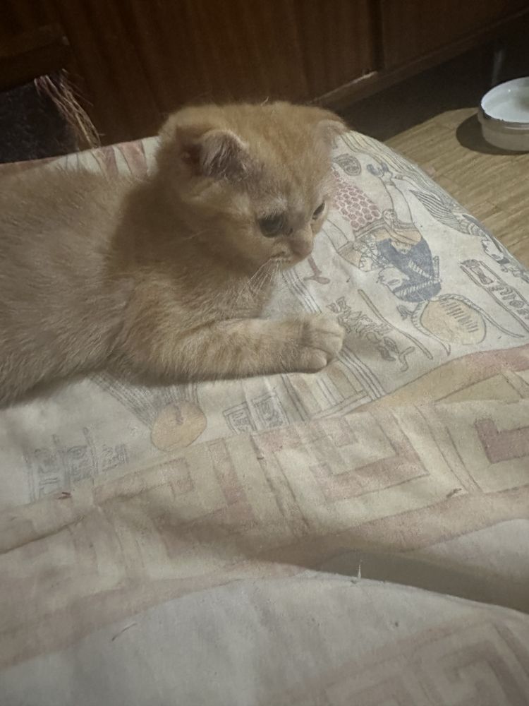 Продаеться  кошеня скоттіш фолд