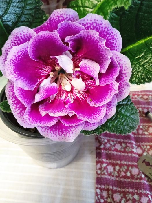 Глоксинии,Глоксинії.