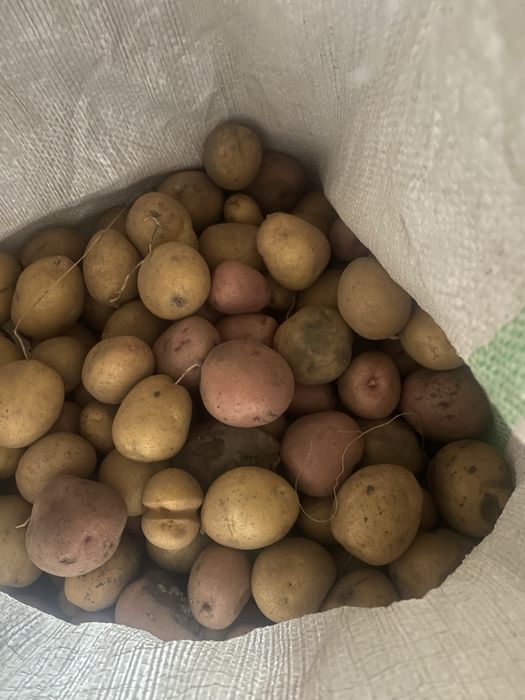 Продом дрібну картоплю