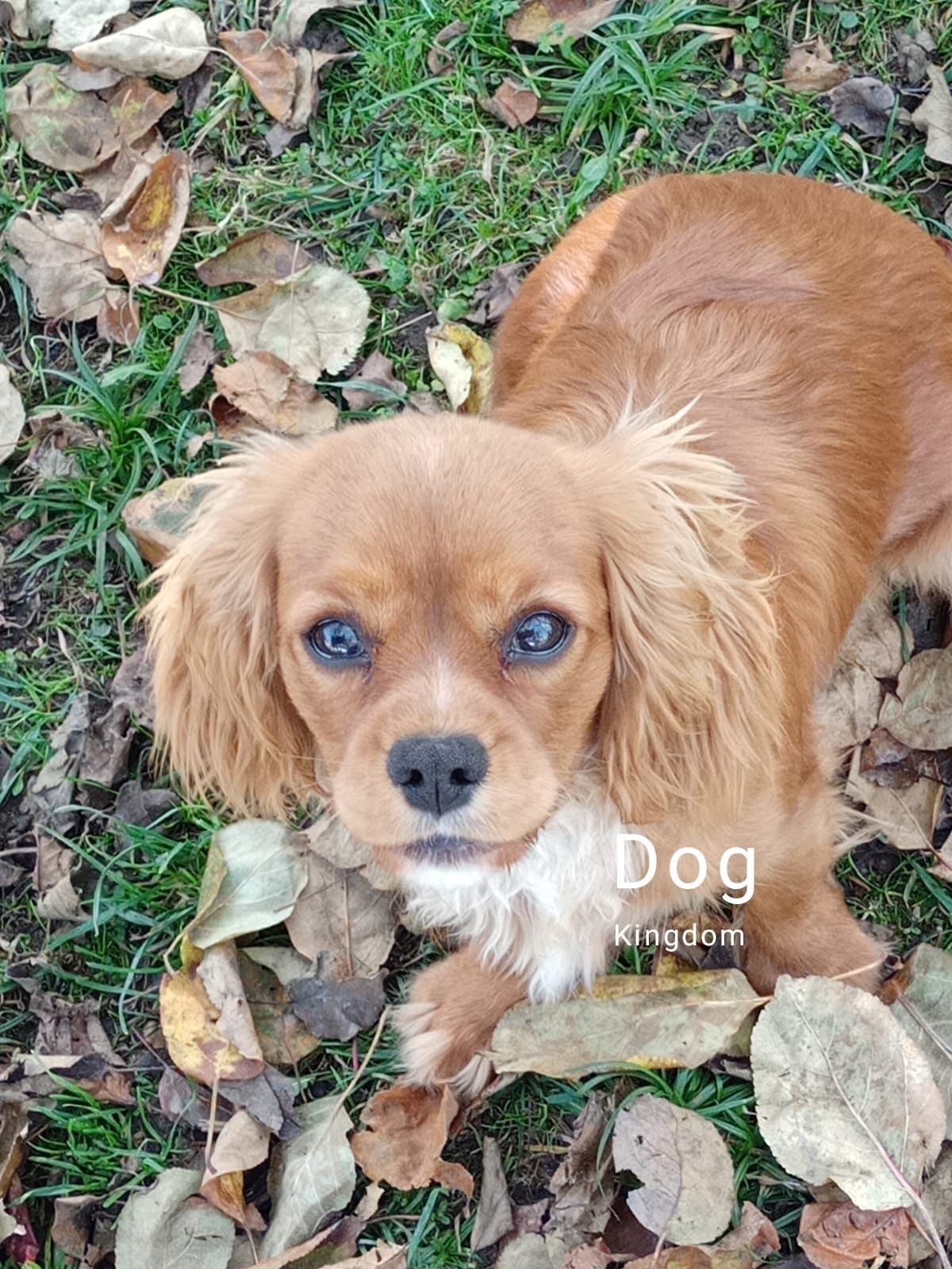 Cavapoo Pudel Toy Cockapoo