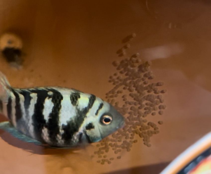 Casais de acara do congo