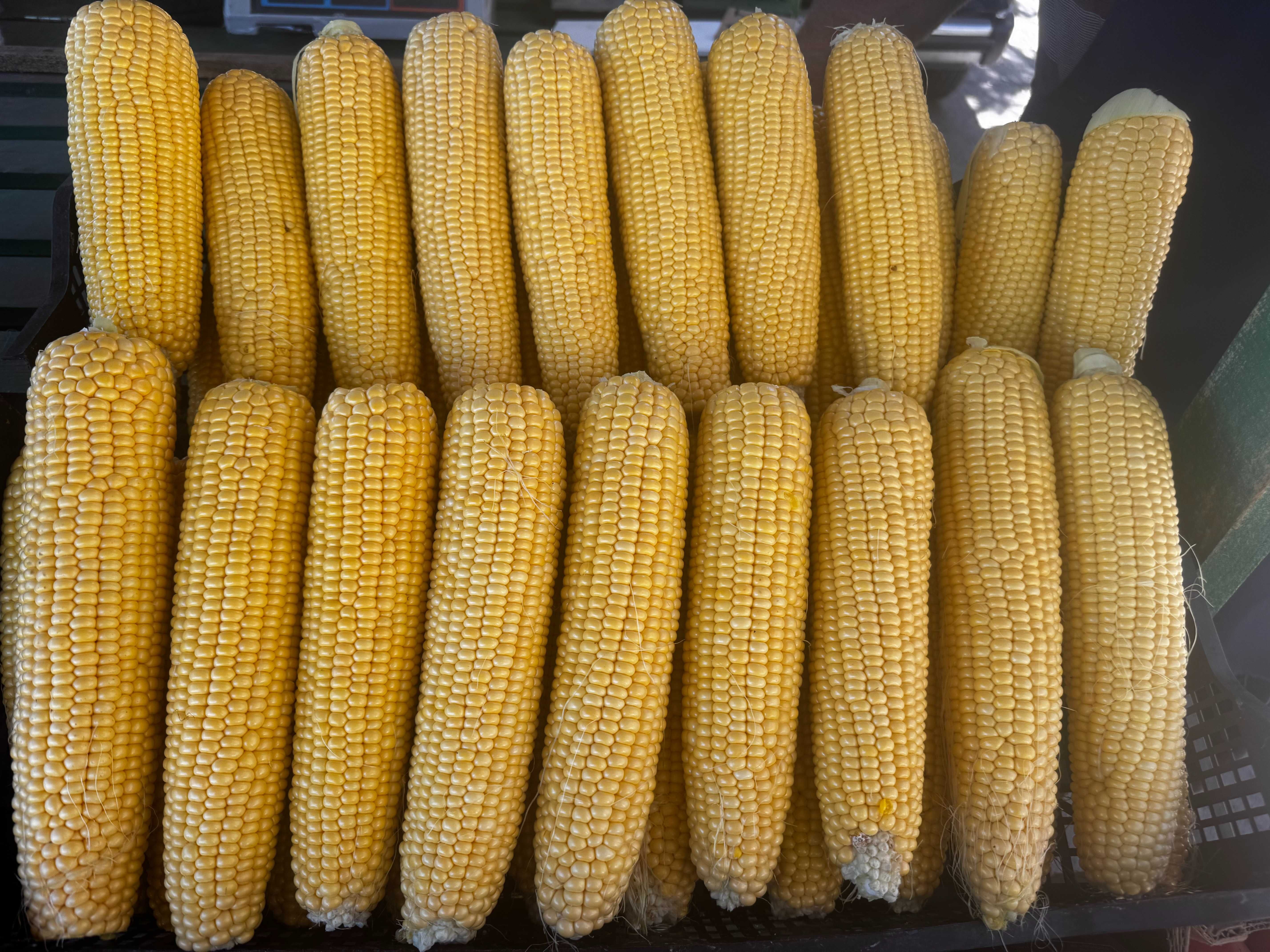 Продам цукрову кукурудзу сорту "ДОБРИНЯ" 6 грн/качан ТОРГ.