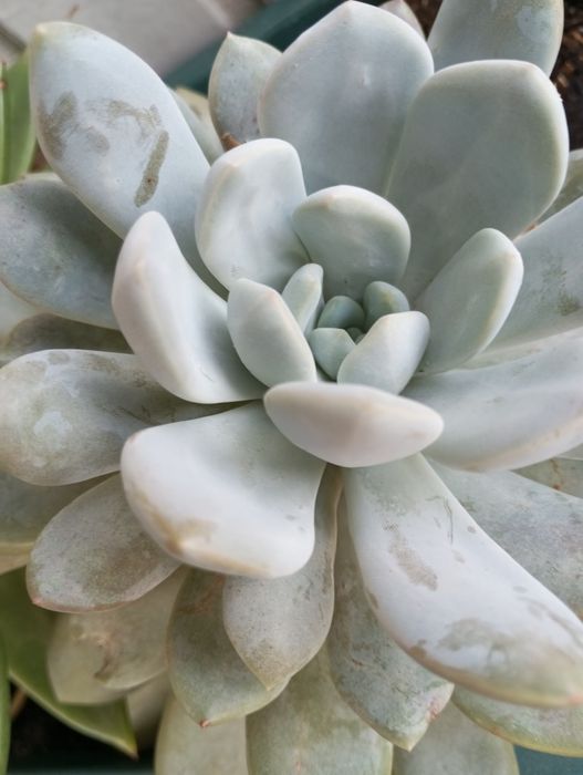 Suculentas disponíveis para entrega  1,50€ e2,50€