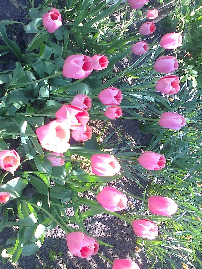 Тюльпан рожевий перламутровий Дарвін. Тюльпан розовый перламутровый..
