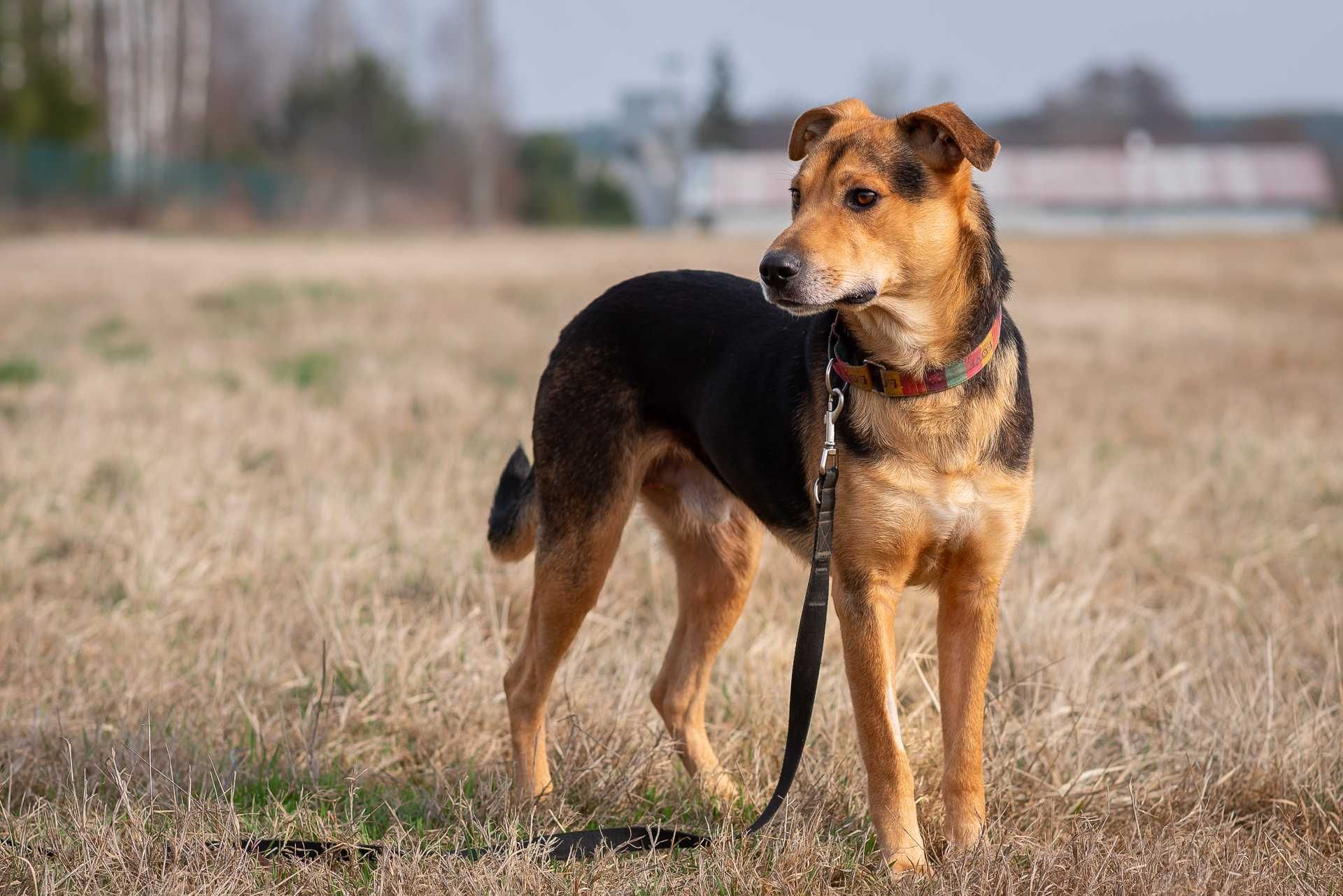 JACKO - druga szansa na dom, bo mój opiekun zachorował