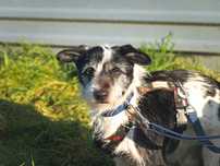 Eldo - delikatny, nieśmiały, mały psiak do adopcji