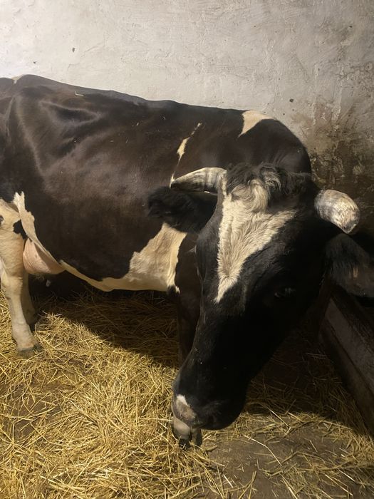 Продається тільна корова