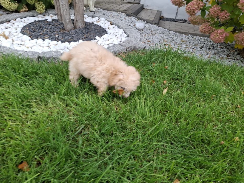 maltipoo szczeniak