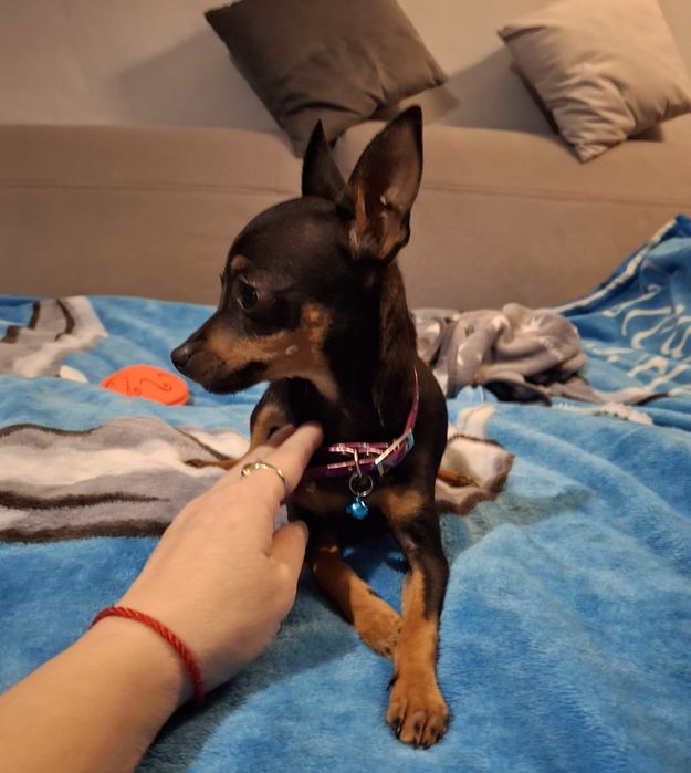 Ratlerek pinczerek miniaturka