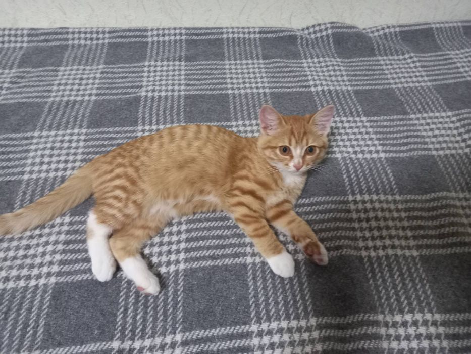 Отдам кошку в добрые руки
