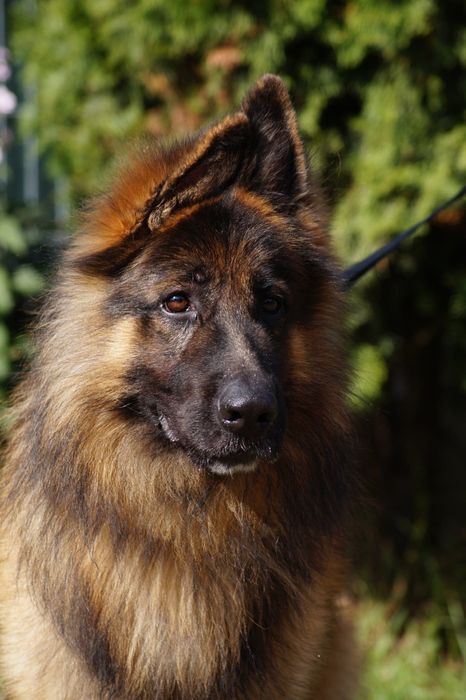 Młody owczarek niemiecki do adopcji