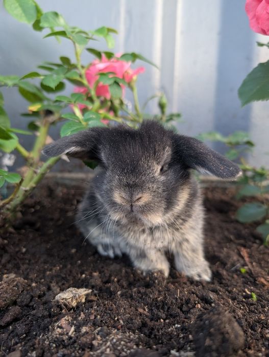 Mini lop, baranek miniaturka, metryka