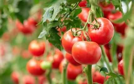 Рассада томат каста f1 супер нова (розсада помидоров)