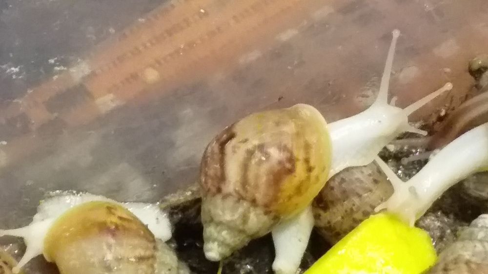 Ахатин равлик улітка