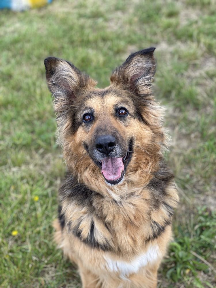 Ronia - sunia w typie owczarka niemieckiego do adopcji