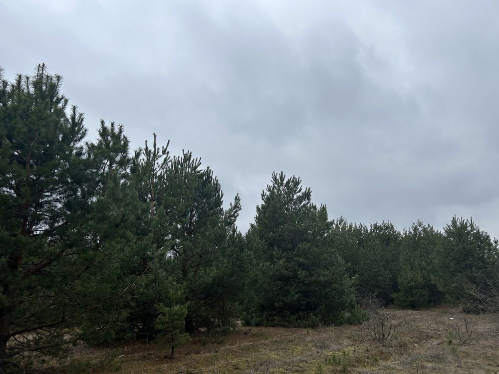 Заліснені земельні ділянки