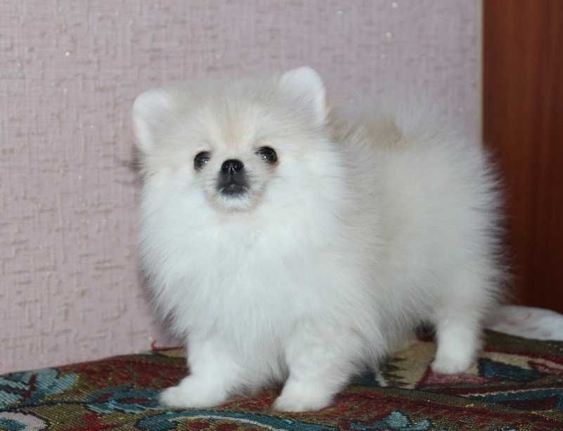 У продажу цуценята Померанскі Шпіци.