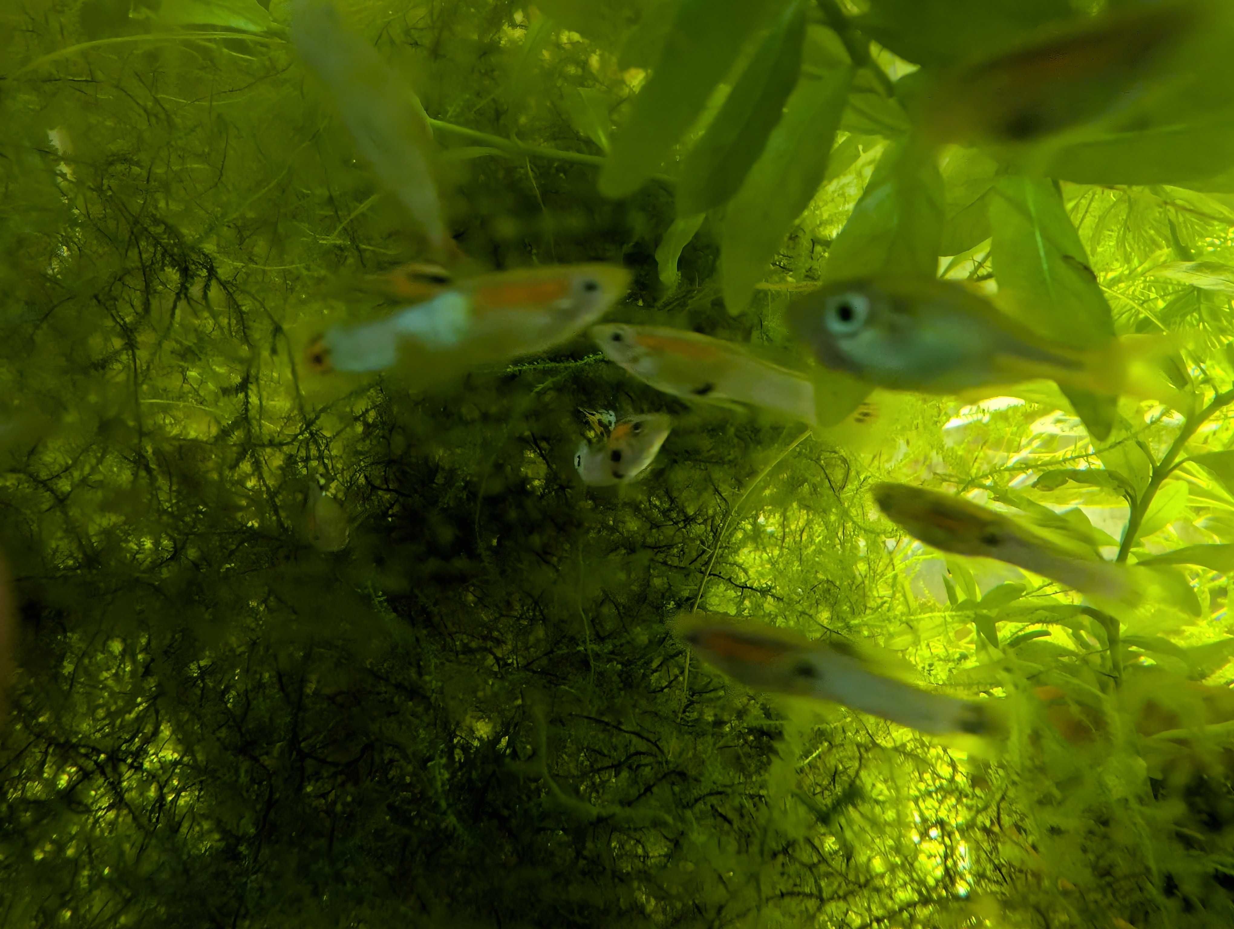 Endlers azuis japoneses