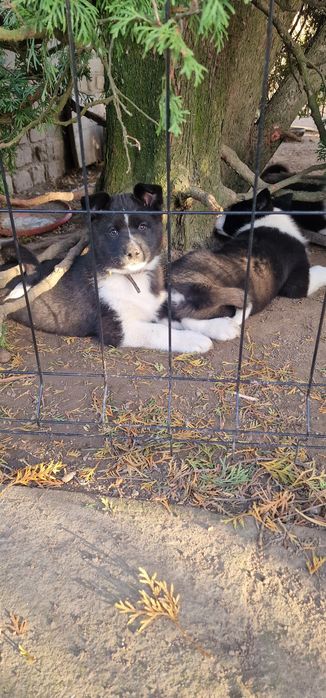 Karelski Pies na niedźwiedzie