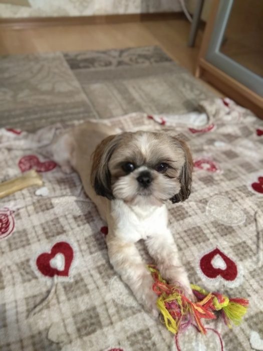 Вязка мини Ши-тцу (Shih-Tzu)