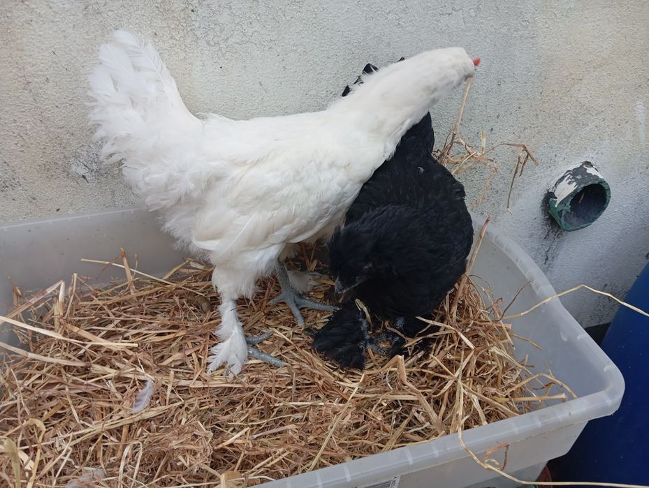 Casal de galinhas - Brahma lusitana
