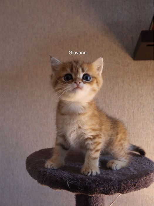 Британські золоті шиншили —  супер хлопчики!