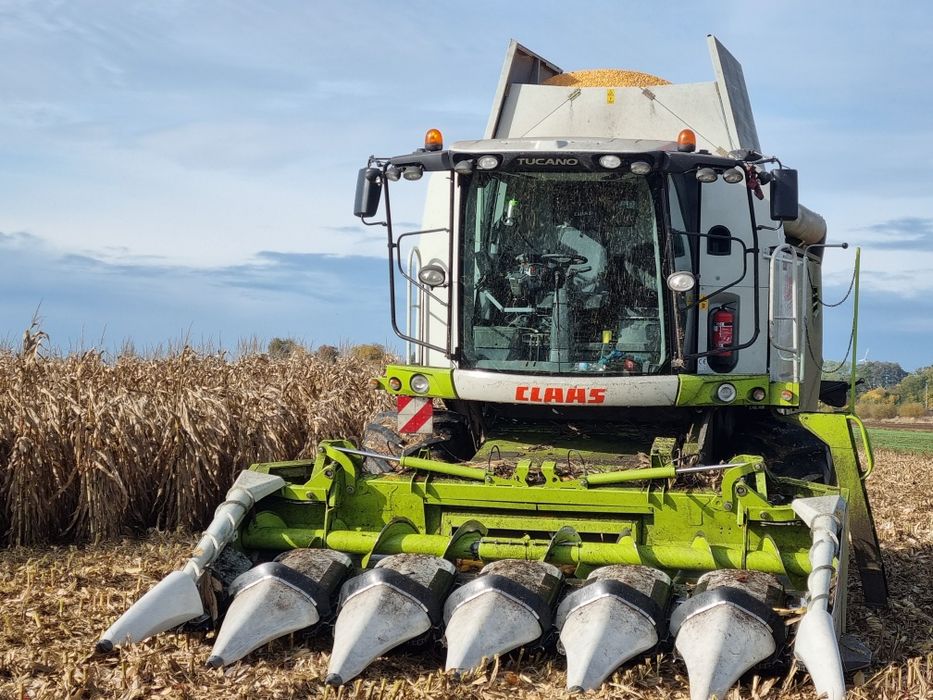 Koszenie kukurydzy na ziarno z transportem z pola do skupu