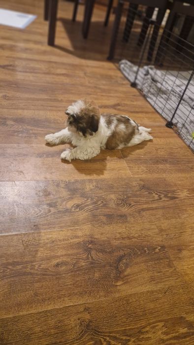 Piękna suczka gotowa na zamianę domu